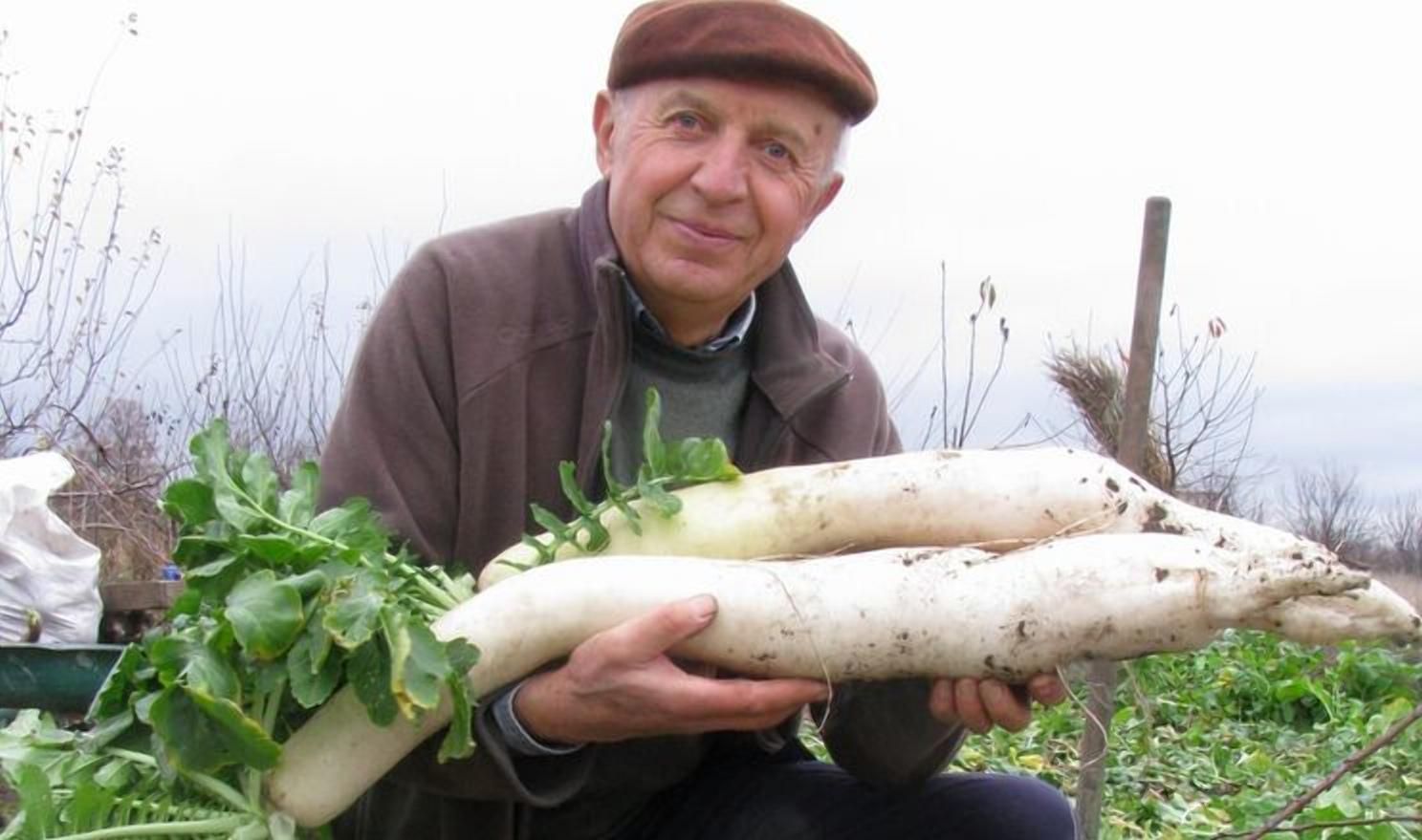 Редька-гігант: український вчений виростив унікальний овоч - Агро