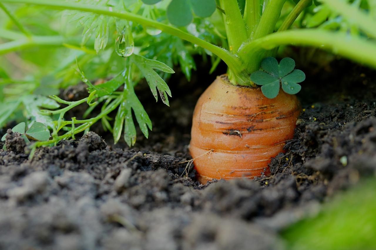 Как заработать на моркови: советы фермера - Агро