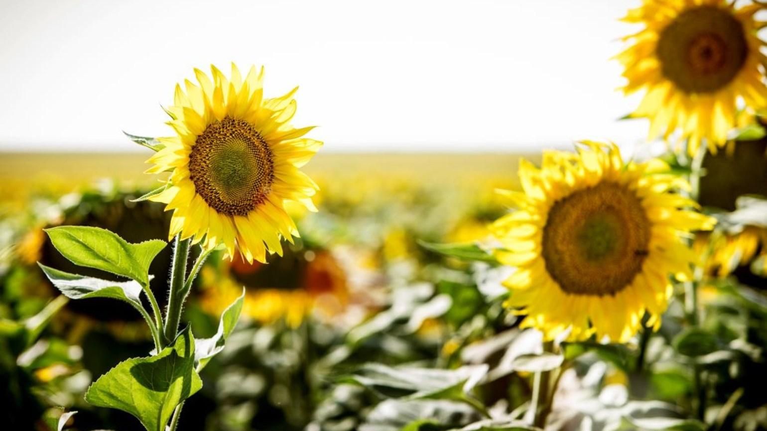 Ми довіряємо InSun™! Гібрид ІНСАН 100 – високі та стабільні врожаї - Україна новини - Агро Ми довіряємо InSun™! Гібрид ІНСАН 100 – високі та стабільні врожаї - Україна новини - Агро