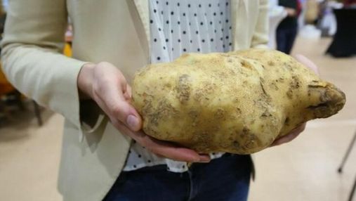 Овоч-гігант: у Польщі виростили велетенську картоплину 