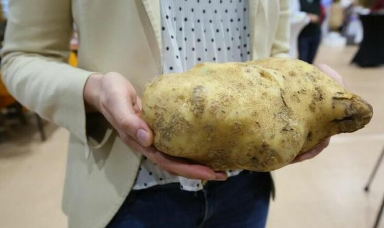 Овоч-гігант: у Польщі виростили велетенську картоплину - Агро