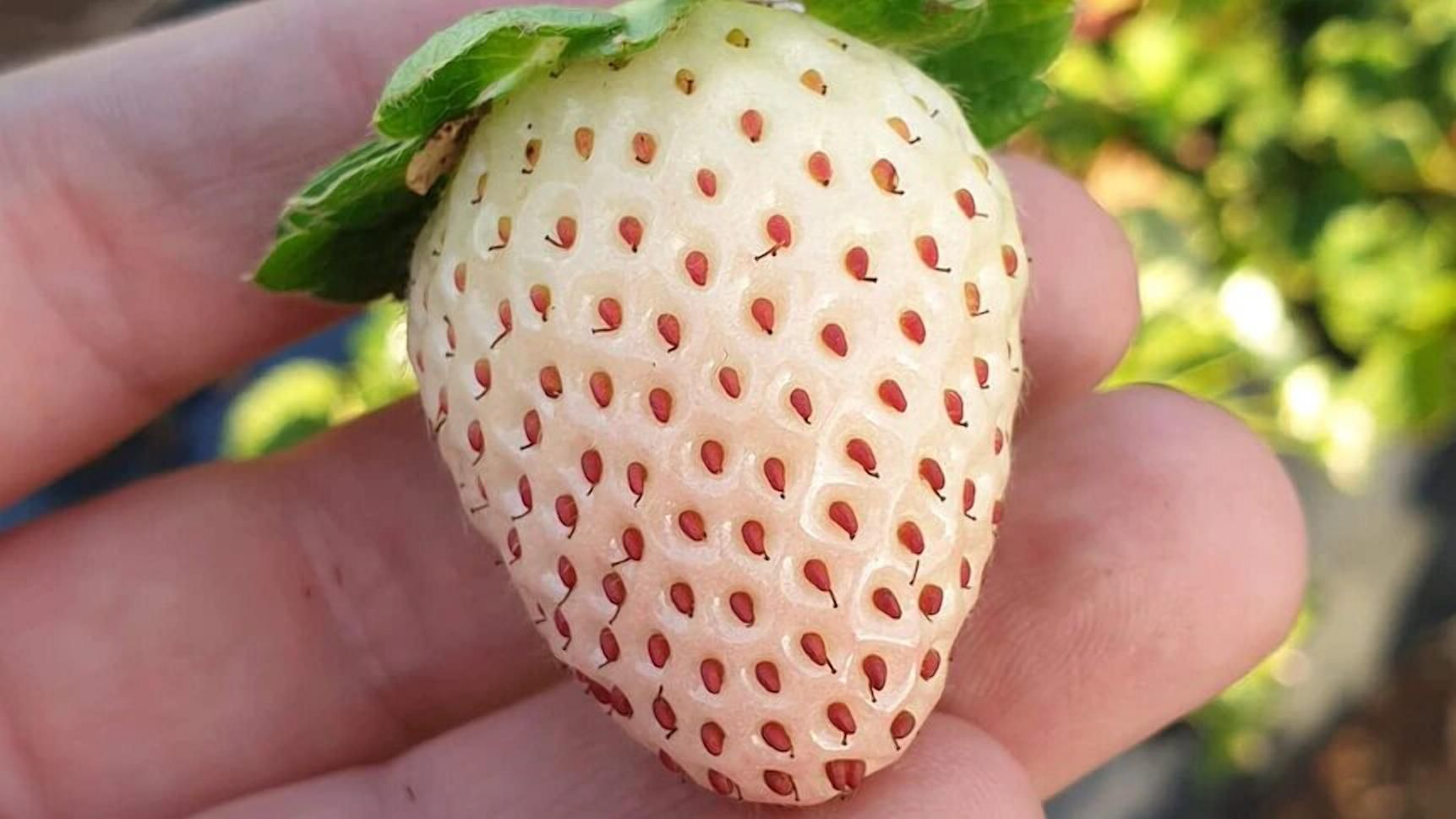Унікальний колір і сигнал дозрівання: австралійська дослідниця вивела особливий сорт полуниці - Агро