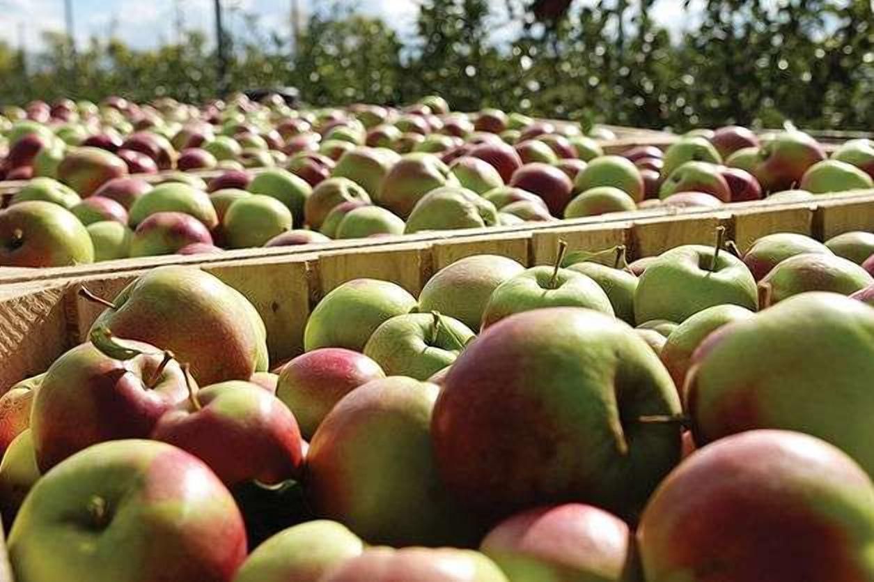 Україна почала експортувати яблука в Африку – там їх продають поштучно як екзотику - Агро Україна почала експортувати яблука в Африку – там їх продають поштучно як екзотику - Агро