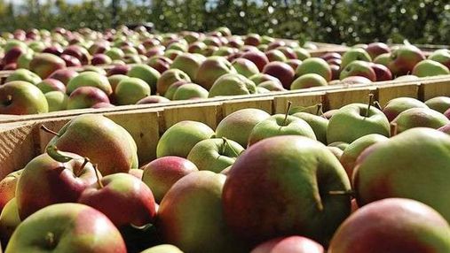 Україна почала експортувати яблука в Африку – там їх продають поштучно як екзотику 