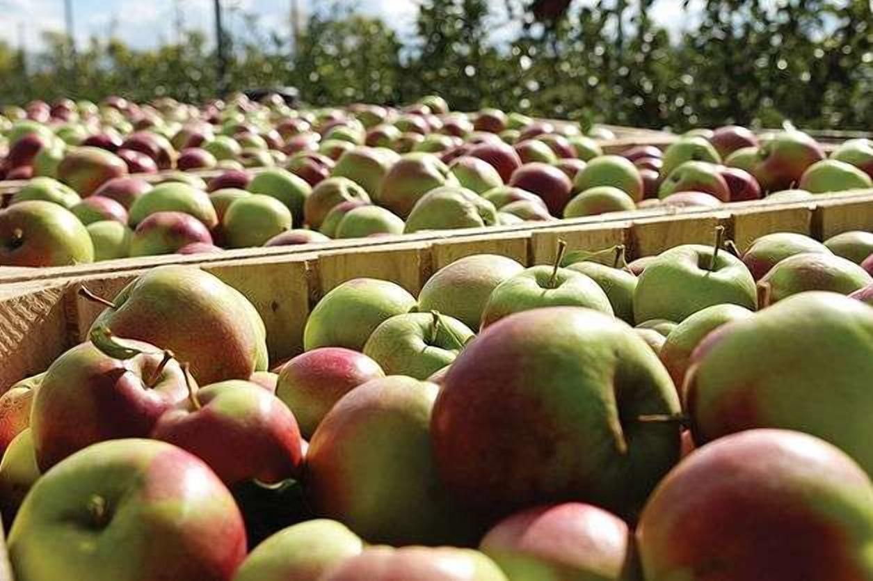 Україна почала експортувати яблука в Африку – там їх продають поштучно як екзотику - Агро