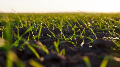 BASF Agricultural Solutions виступив спонсором Online Seed Forum-2021