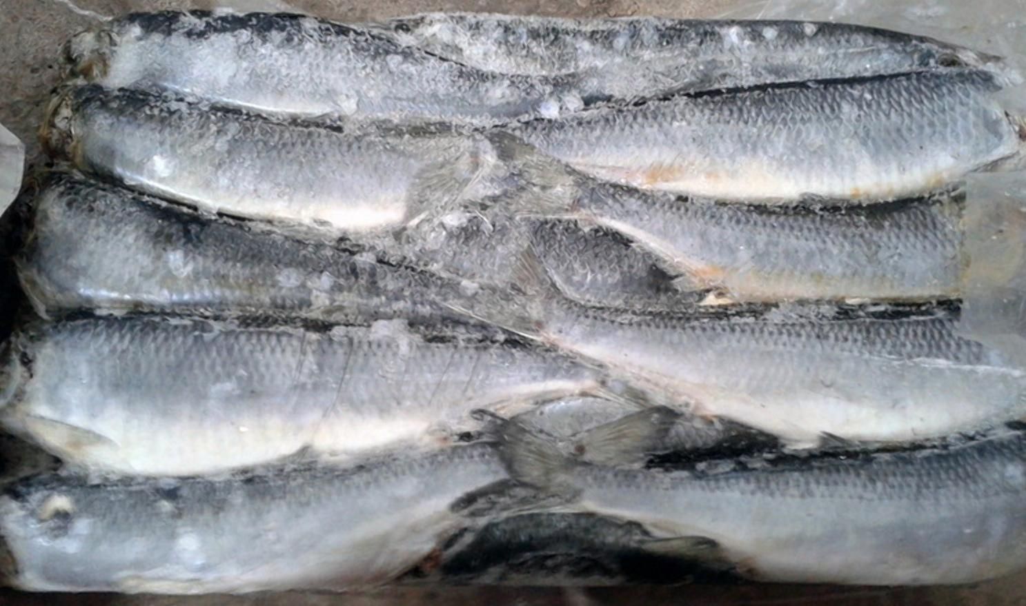 Украина вдвое нарастила экспорт мороженой рыбы: куда продаем и сколько зарабатываем - Агро Украина вдвое нарастила экспорт мороженой рыбы: куда продаем и сколько зарабатываем - Агро