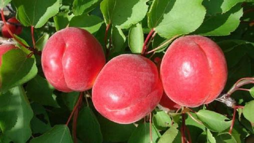 Селекціонери вивели червоний абрикос: у чому його унікальність
