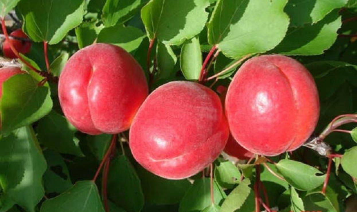 Селекціонери вивели червоний абрикос – в чому його унікальність - Агро