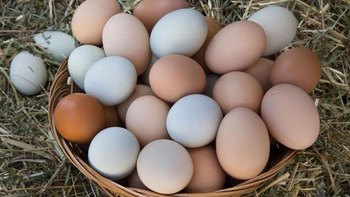 50 гривень за десяток: ціна яєць незабаром підскочить - Агро