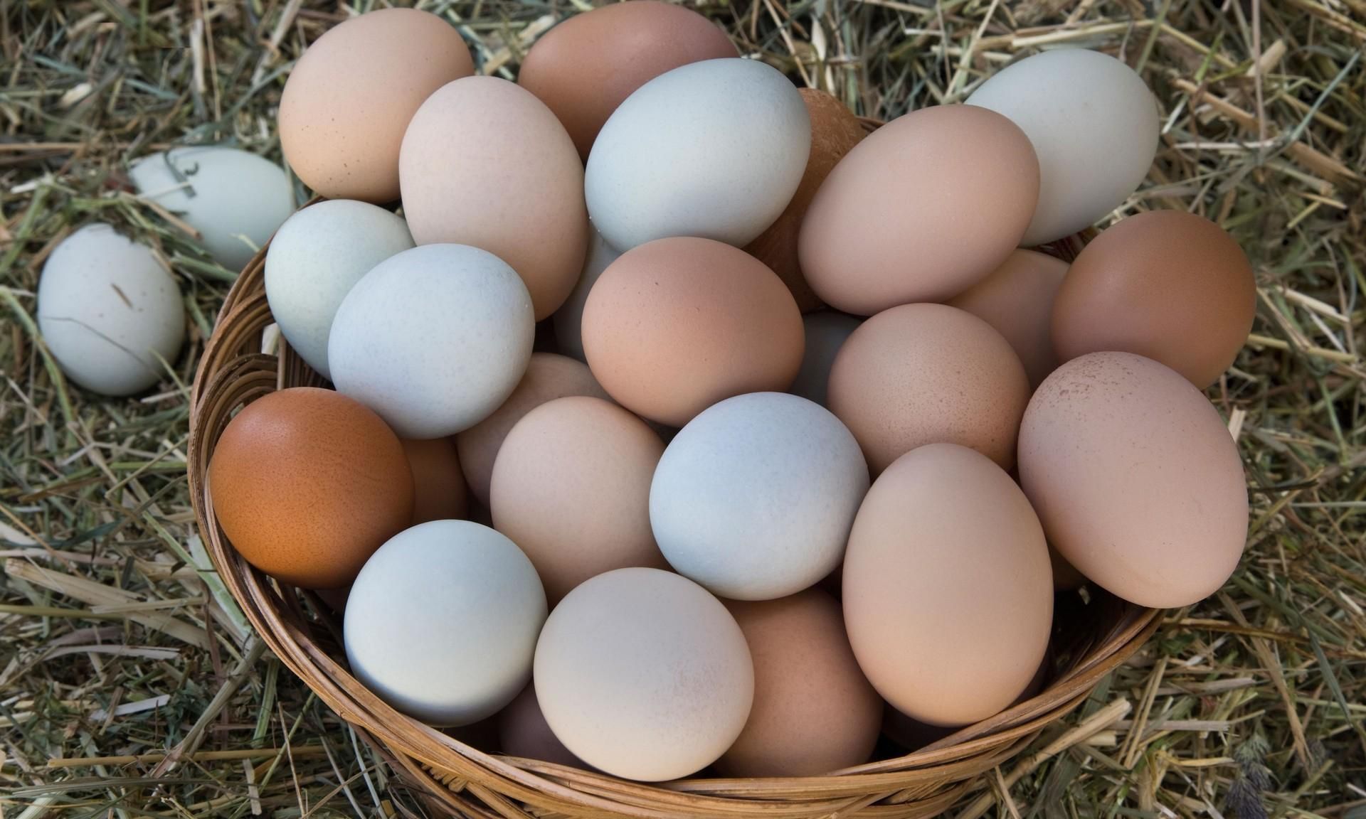 50 гривен за десяток: цена яиц вскоре подскочит - Агро
