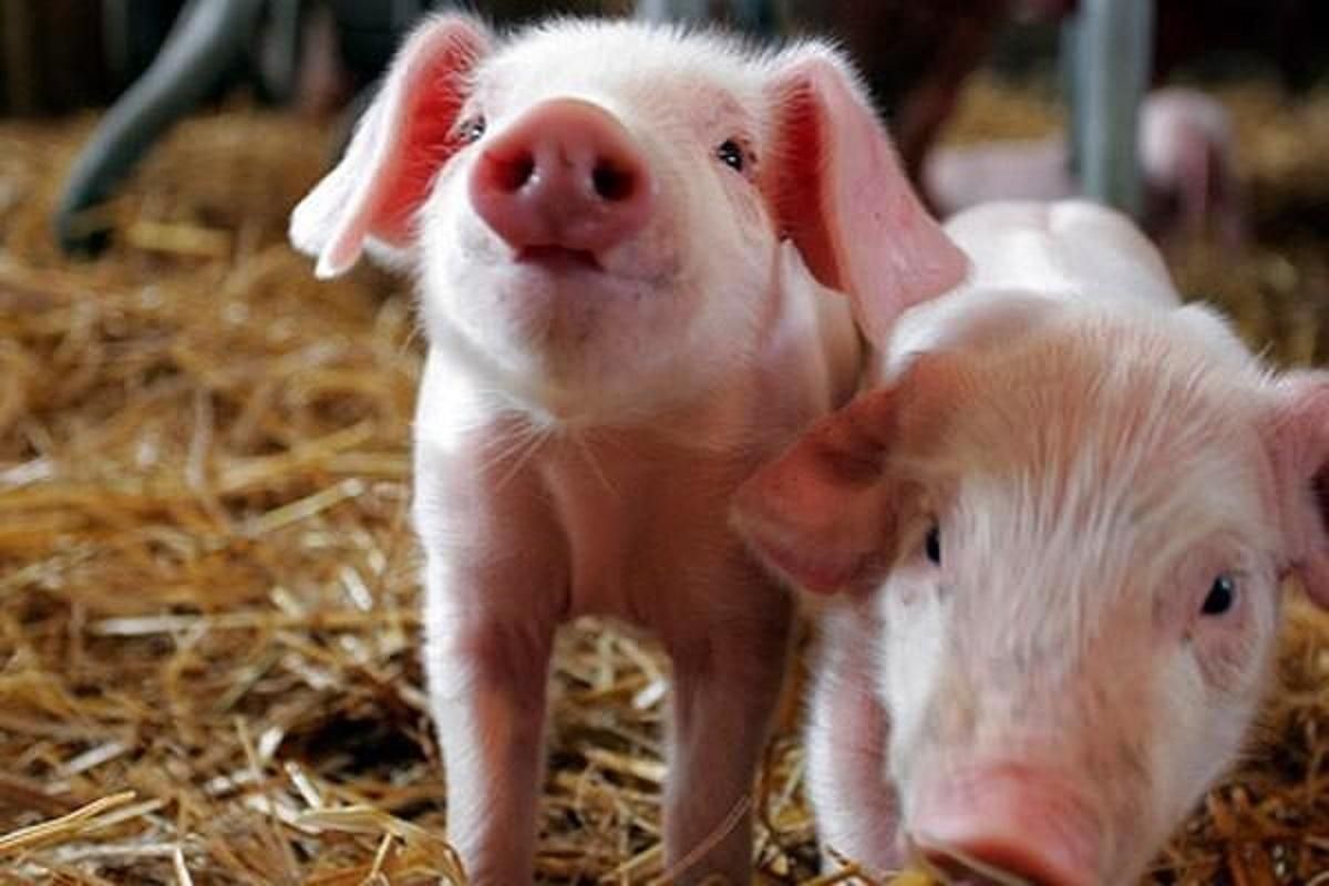 Чума свиней в Україні та пташиний грип у Франції: зафіксовані нові спалахи небезпечних хвороб - Агро