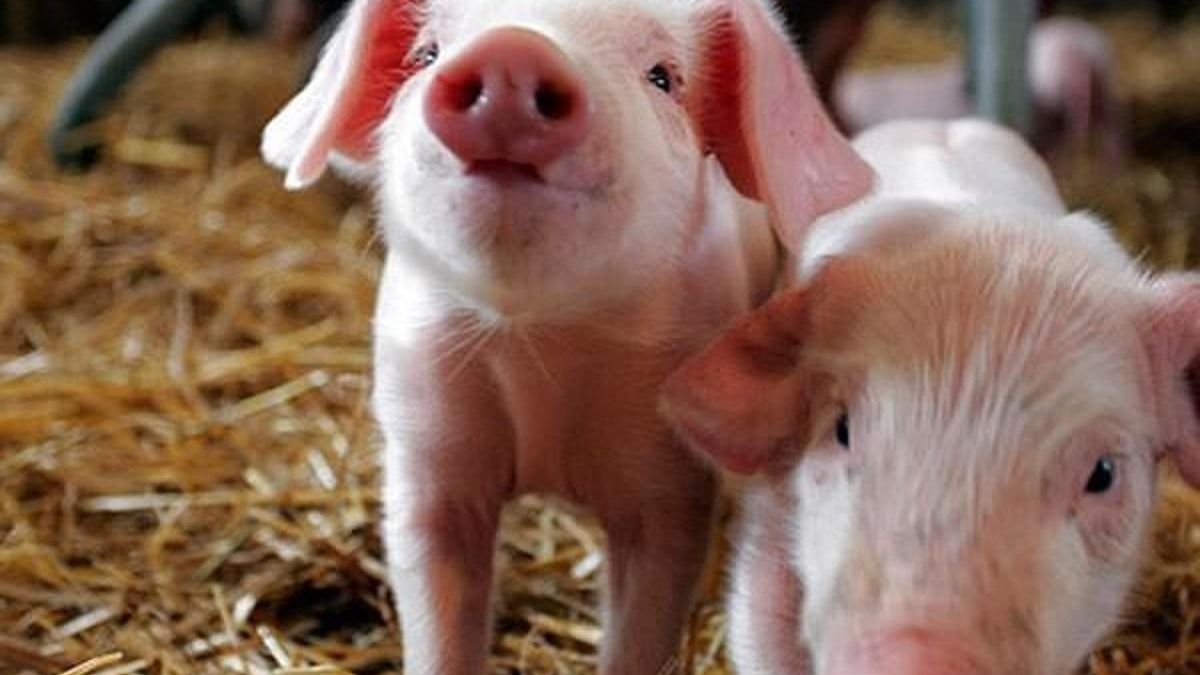 Чума свиней в Україні та пташиний грип у Франції: зафіксовані нові спалахи небезпечних хвороб - Украина новости - Агро