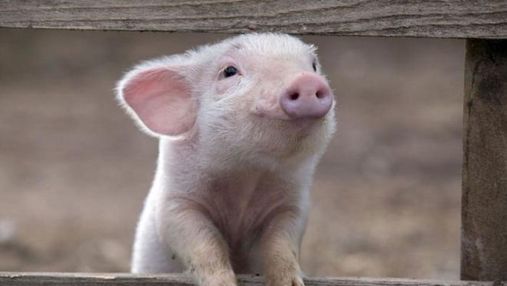 Показник росте, список покупців – ні: що відбувається з експортом свиней