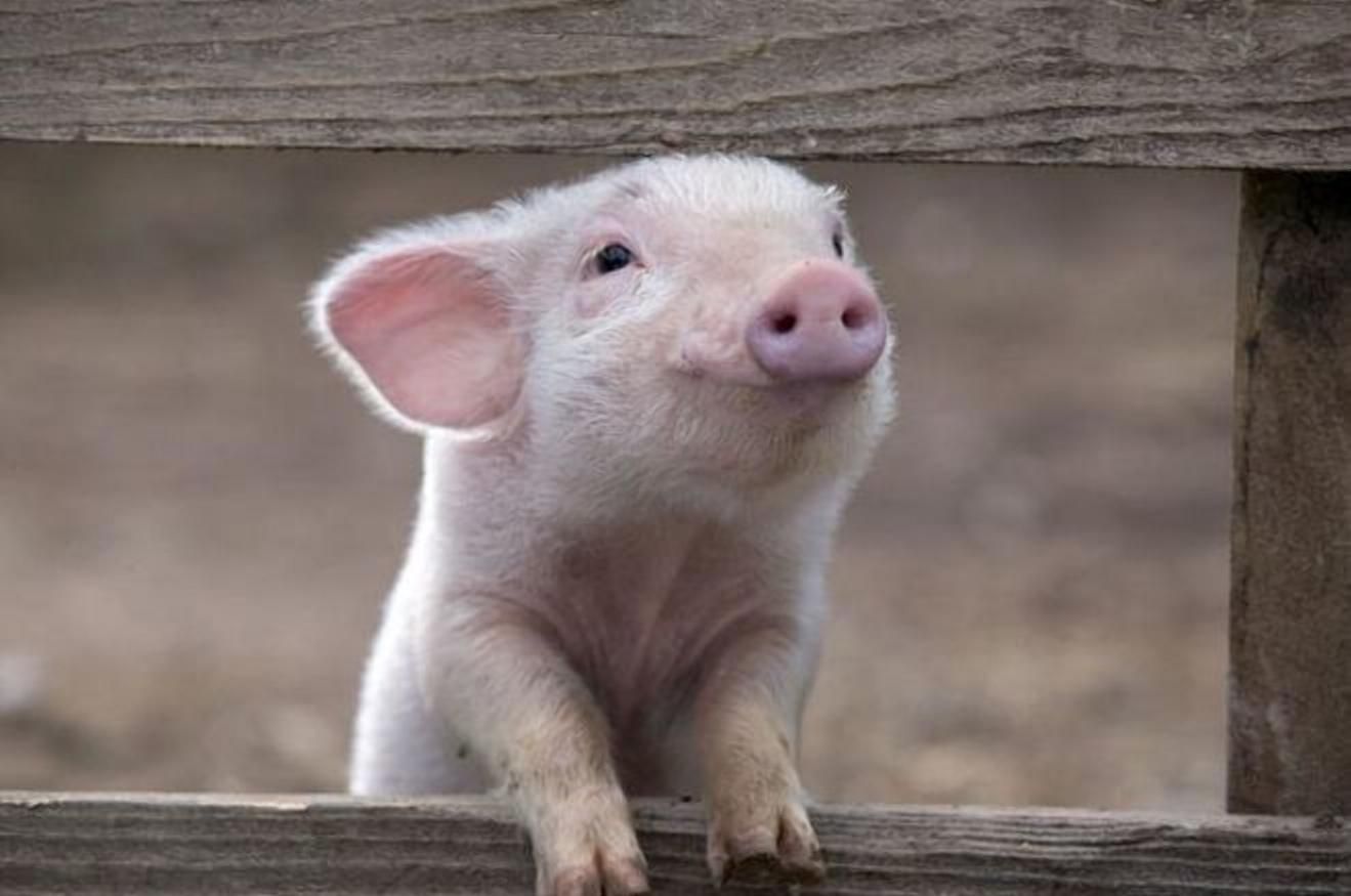 Показник росте, список покупців – ні: що відбувається з експортом свиней - Агро