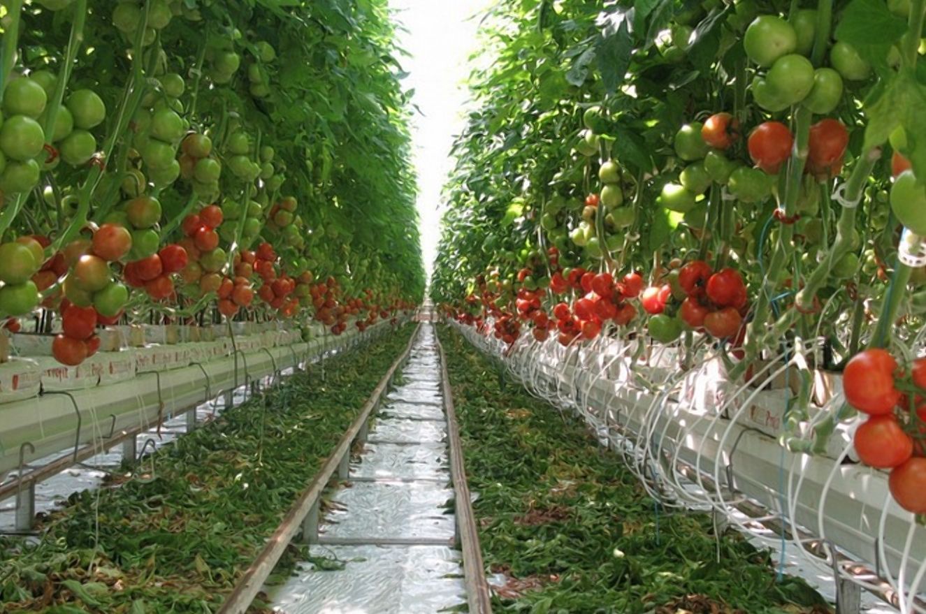Енергетика б'є по тепличному бізнесу: чого чекати - Агро Енергетика б'є по тепличному бізнесу: чого чекати - Агро