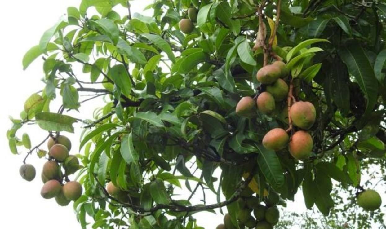На вигляд – яблуко, смак – банану: фермер з Індії шокував плодами манго - Агро