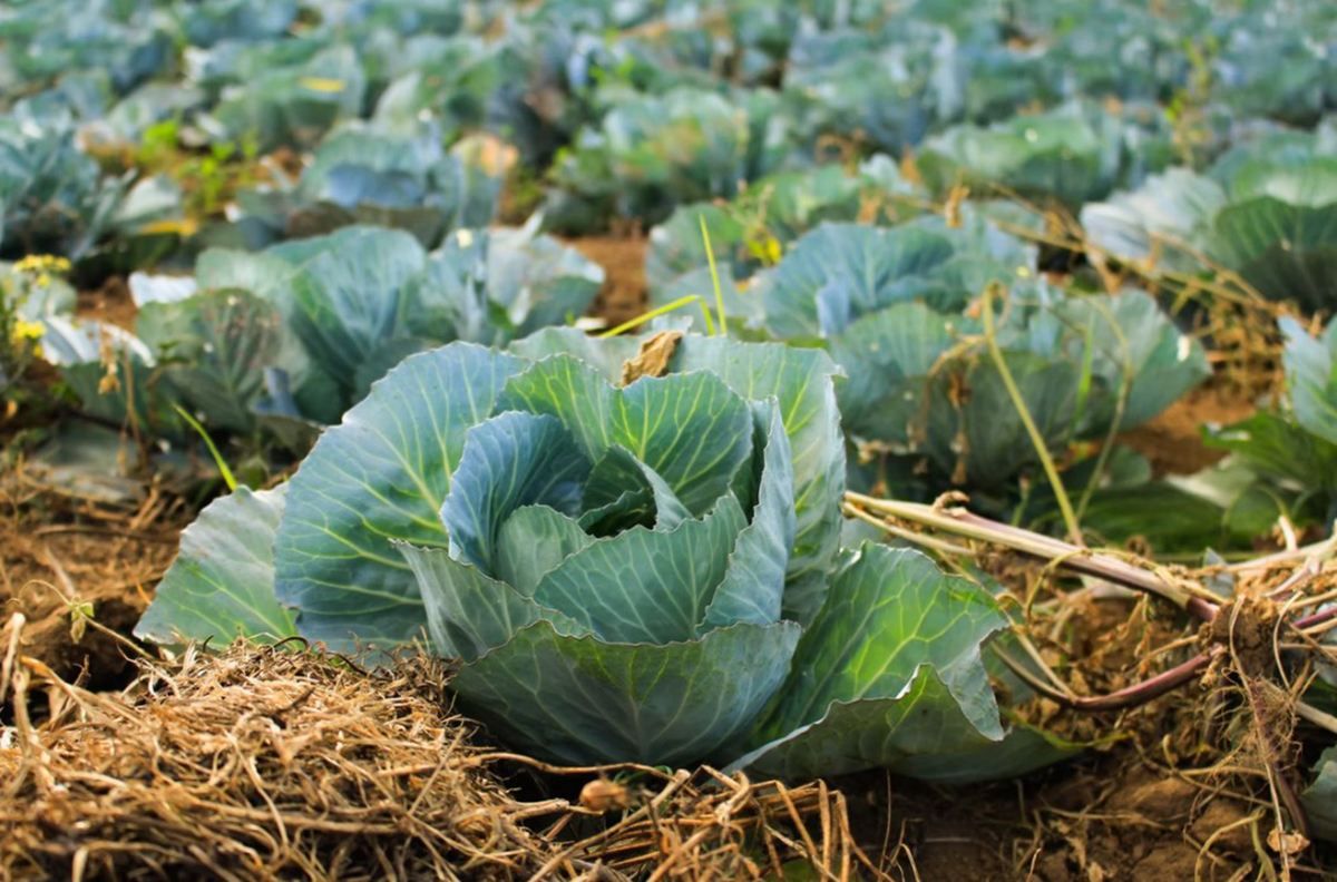 Плата має становити не менше, ніж 4%, – Гетманцев про оподаткування городини - Економічні новини України - Економіка Плата має становити не менше, ніж 4%, – Гетманцев про оподаткування городини - Економічні новини України - Економіка