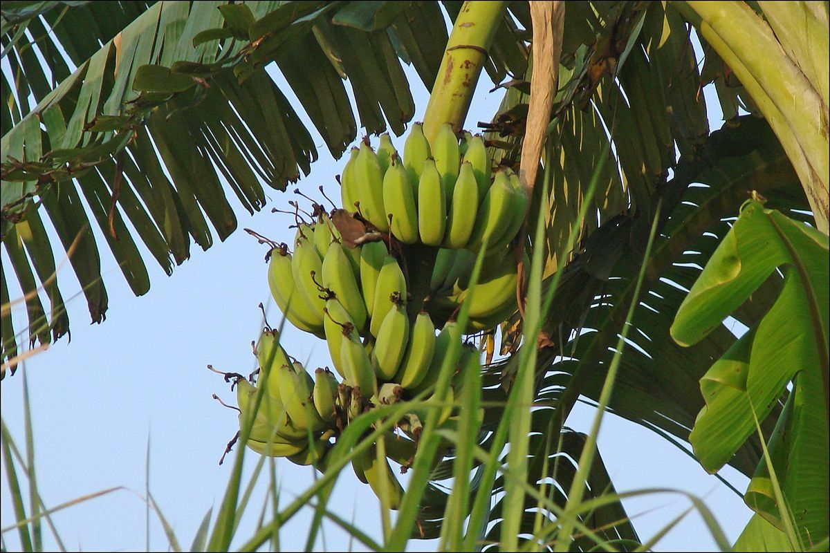 Бананы-гиганты: фермеры в Папуа-Новая Гвинея выращивают трехкилограммовые фрукты - Агро
