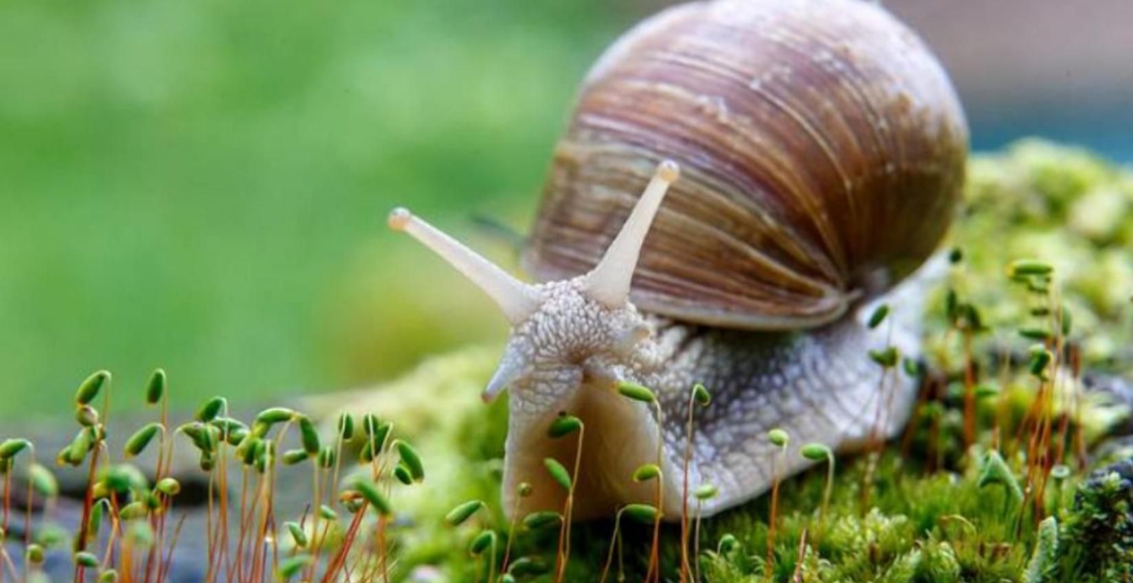 В Україні масово закриваються равликові ферми: що спровокувало занепад - Агро В Україні масово закриваються равликові ферми: що спровокувало занепад - Агро