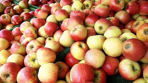 Експорт яблук: які сорти мають найбільшу популярність