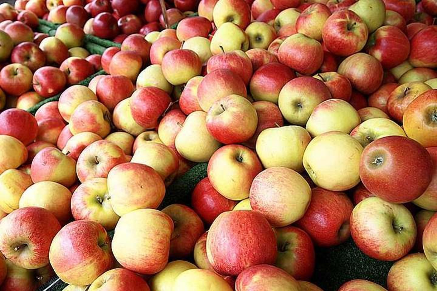 Експорт яблук: які сорти мають найбільшу популярність - Агро