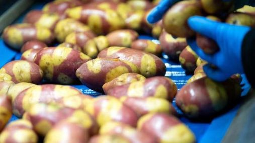 Менше добрив і швидке приготування: у Британії вивели новий сорт картоплі