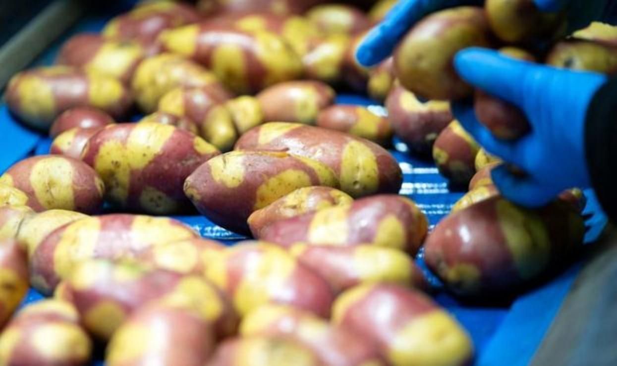 Меньше удобрений и быстрое приготовление: в Британии вывели новый сорт картофеля - Агро