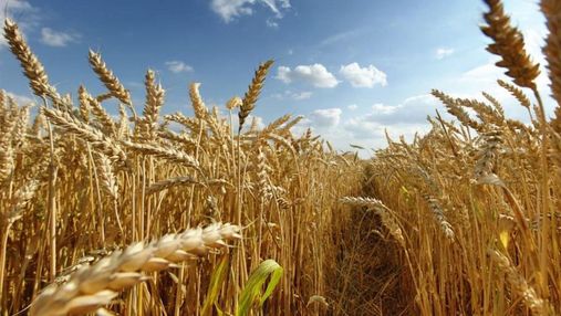В Україні виник дефіцит пшениці: хто винен та які будуть наслідки 