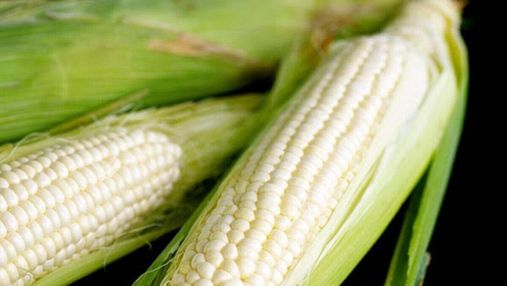 Корисний фудтренд: в Україні вивели новий сорт білої кукурудзи