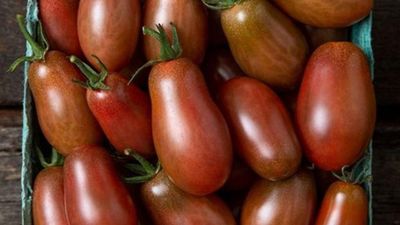 Неймовірний смак та стійке зберігання: в США вивели новий сорт томатів