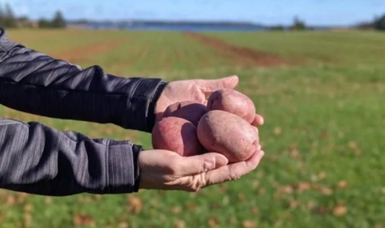 Історичний сорт: дослідники виростили нову картоплю - Агро