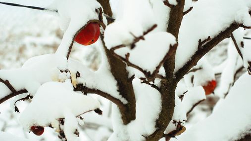 На півдні України підмерзнуть плодові дерева