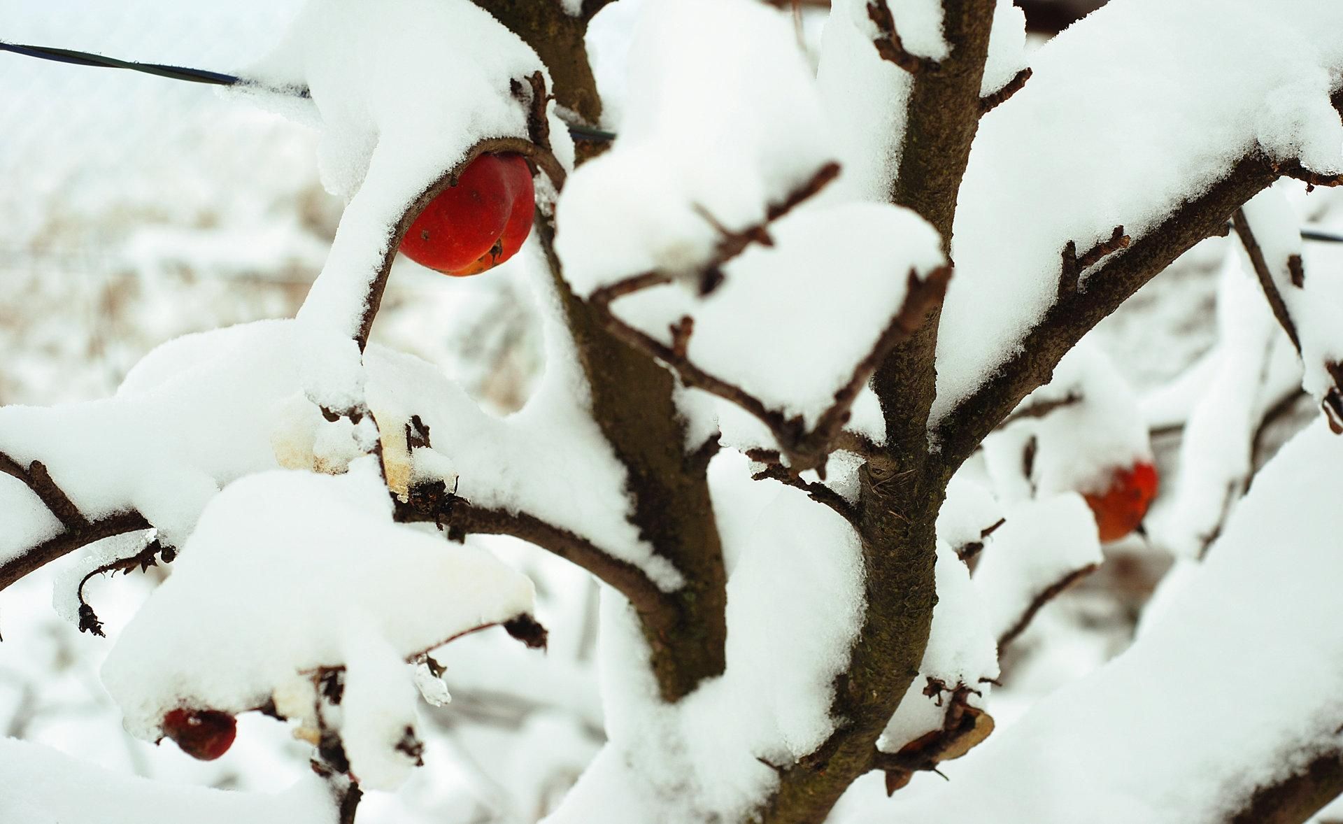 На півдні України підмерзнуть плодові дерева - Агро