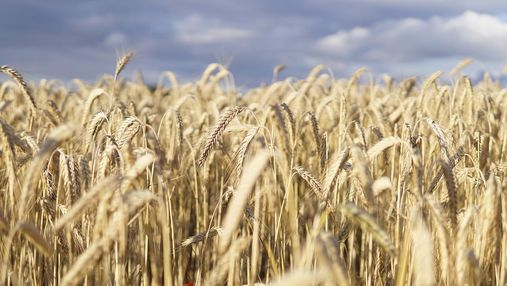 31,3 миллиарда долларов: Украина существенно увеличила торговлю агротоварами