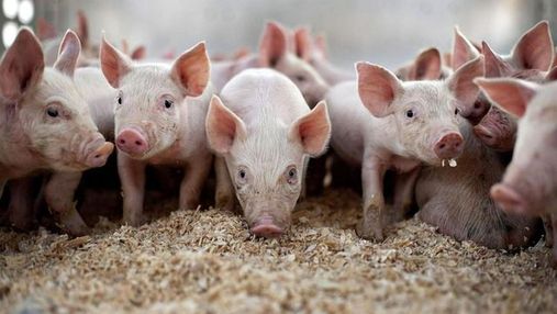 Украина сокращает поголовье свиней