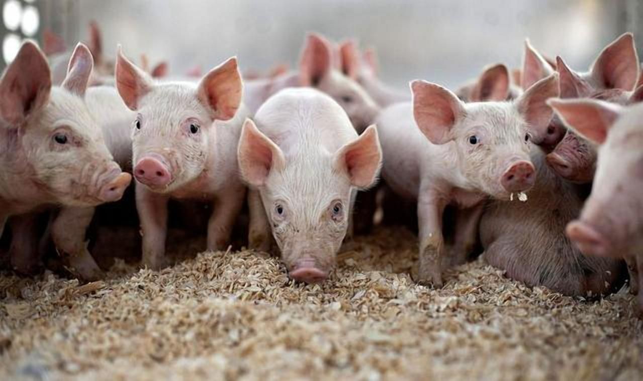 Украина сокращает поголовье свиней - Агро