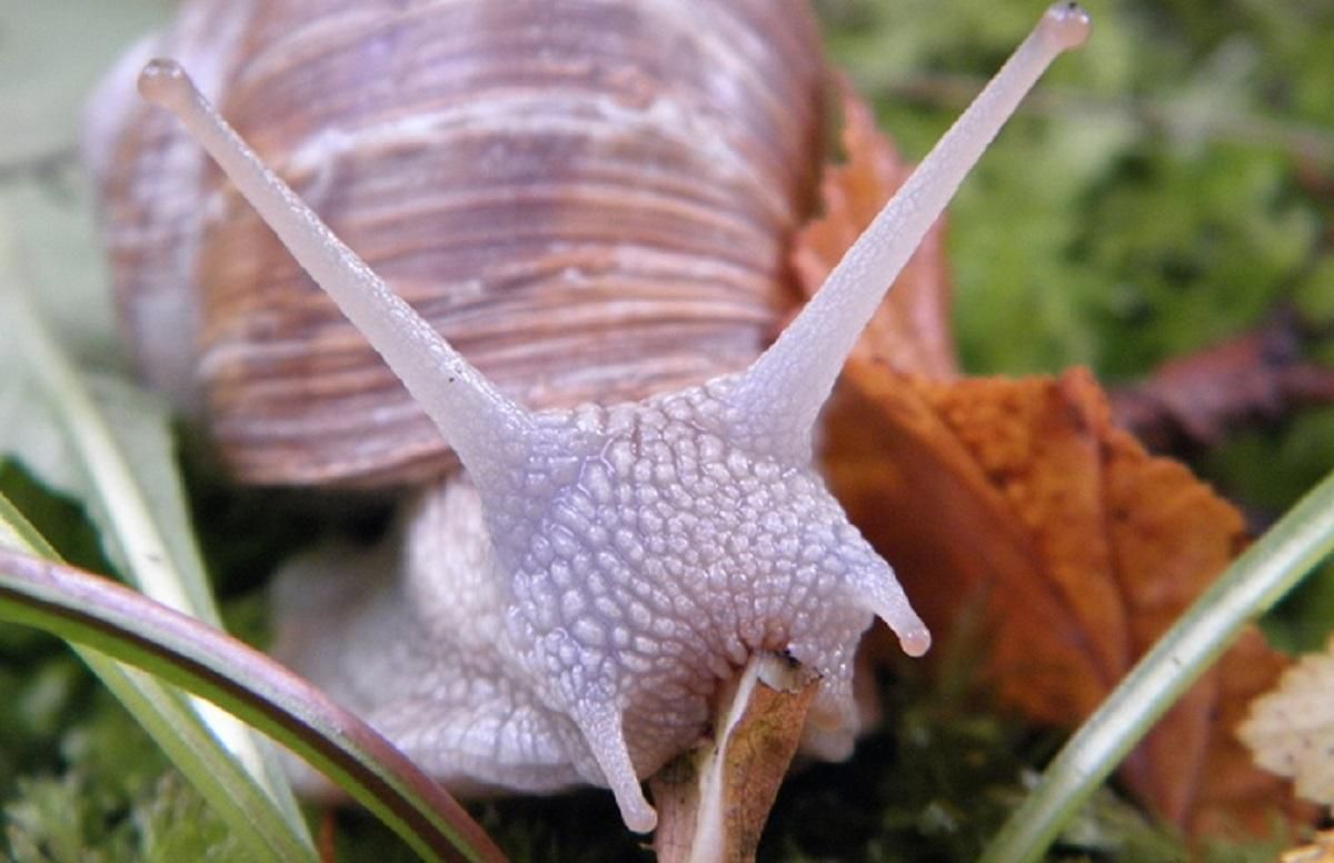 Українські равлики підкорюють Європу - Украина новости - Агро Українські равлики підкорюють Європу - Украина новости - Агро