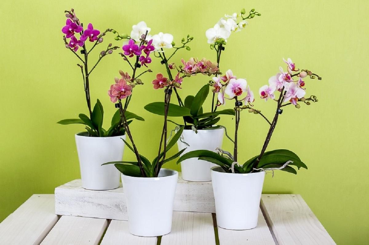Як правильно пересадити орхідею в домашніх умовах