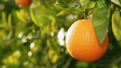 Боротьба з кліматом: дослідники представили нові сорти апельсину