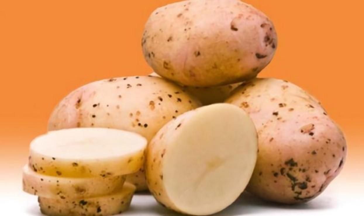 Раннє дозрівання і великий урожай: вчені презентували новий сорт картоплі - Агро