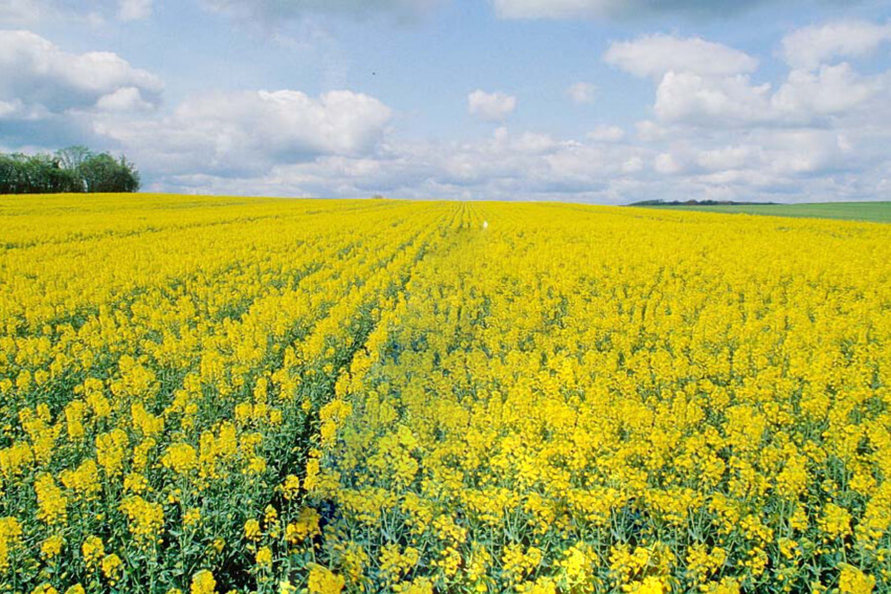 Новый рекорд: цена рапса снова выросла - Агро Новый рекорд: цена рапса снова выросла - Агро