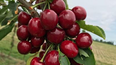 Високоврожайна та органічна: вчені представила новий сорт вишні