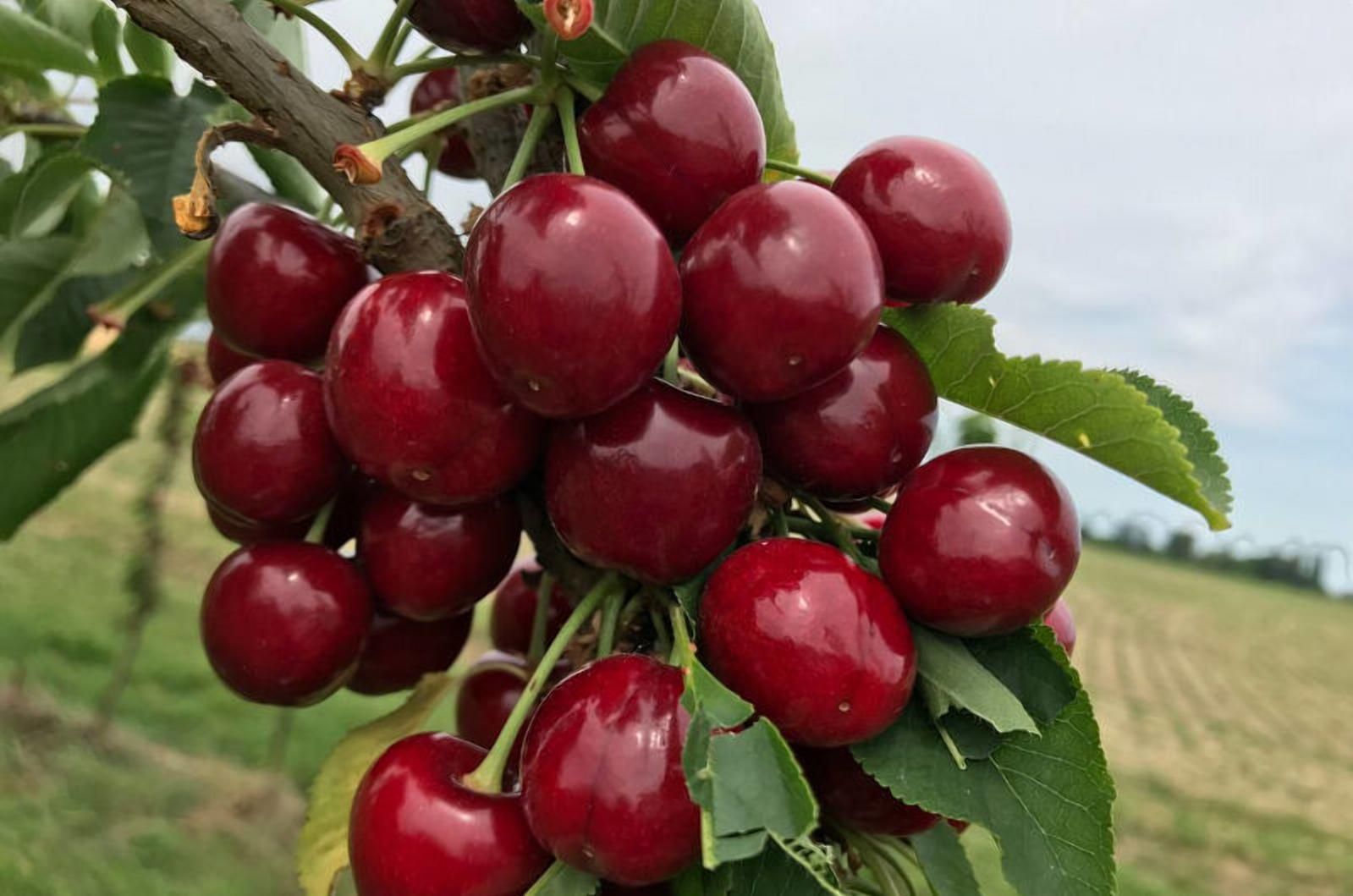Високоврожайна та органічна: вчені представила новий сорт вишні - Агро
