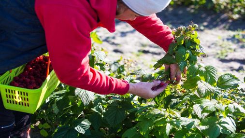 Экспортируют за границу: на Волыни община запустила успешное ягодное производство