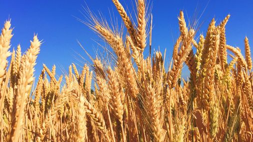 Мировые цены на пшеницу взлетели до 14-летнего максимума из-за войны в Украине