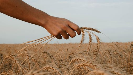 Зерновые продолжают дорожать: одна из причин – война в Украине