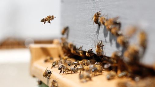Умный улей снизил смертность пчел на 80%: он способен предотвратить их глобальное вымирание