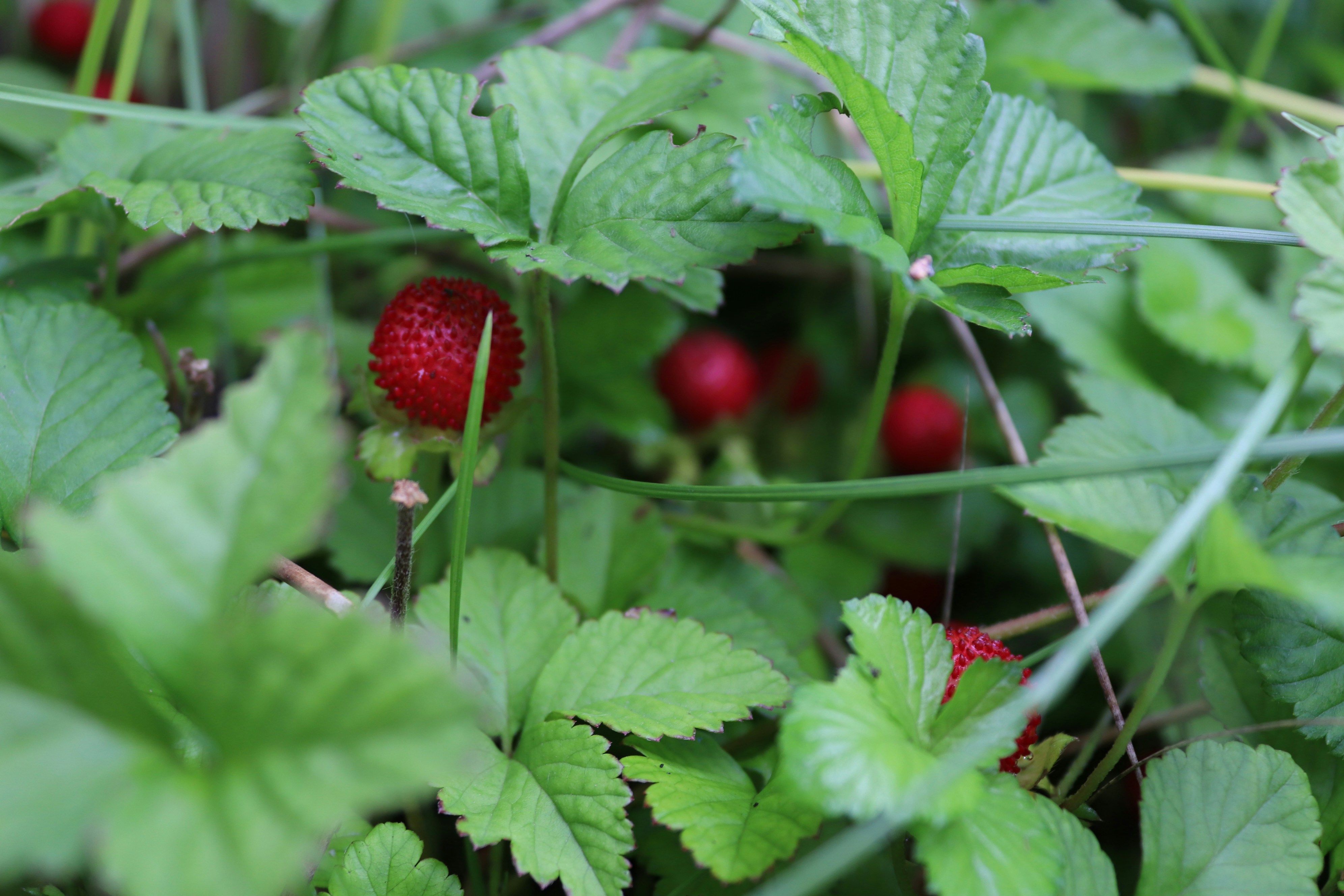 Какая цена клубники на рынке, на сколько подешевела – где кило ягод стоит самое дешевое – Агро Какая цена клубники на рынке, на сколько подешевела – где кило ягод стоит самое дешевое – Агро