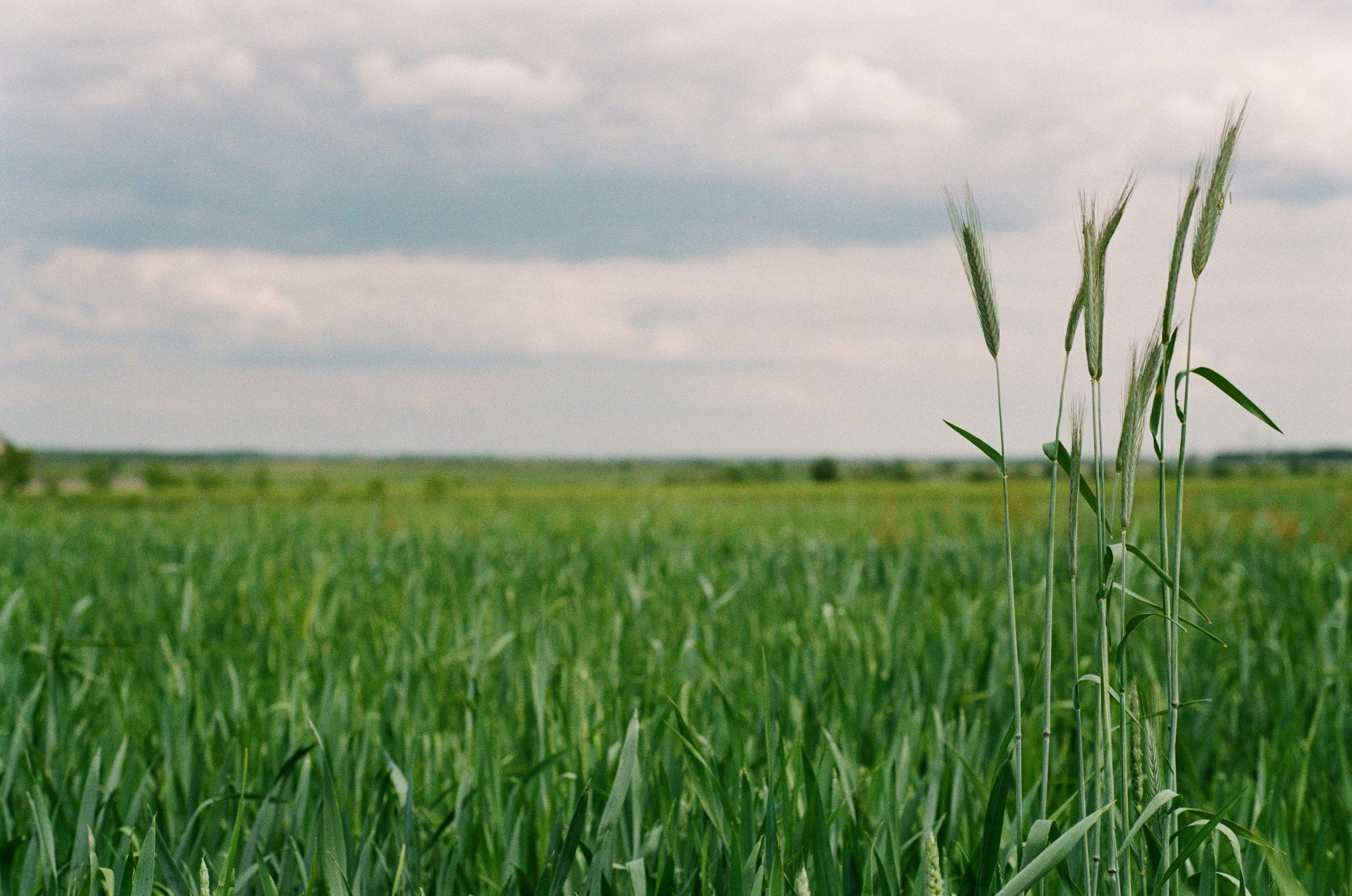 Какие кредиты для аграриев - выгодна ли программа Доступные кредиты 5-7-9 Какие кредиты для аграриев - выгодна ли программа Доступные кредиты 5-7-9